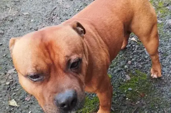 Chien mâle doux trouvé à Notre-Dame - photo