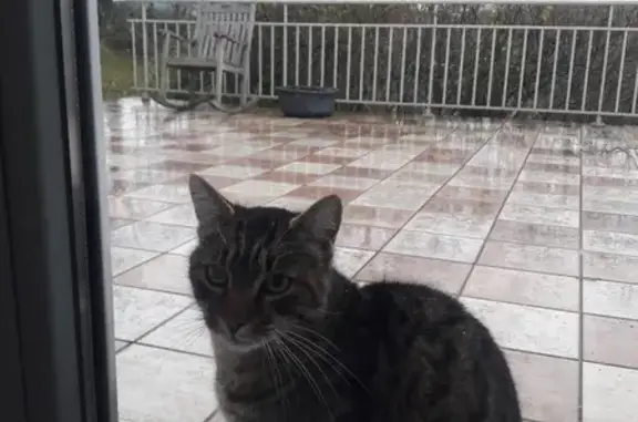 Chat gris affectueux trouvé - photo