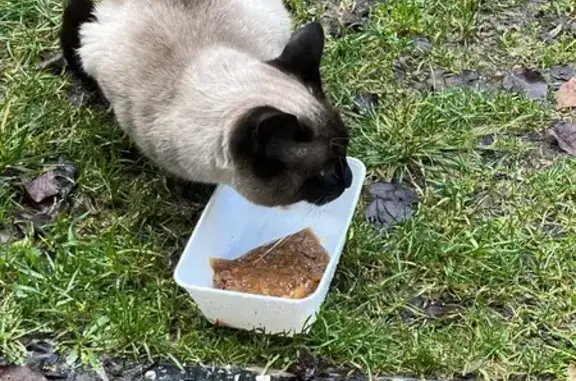 Chat siamois perdu à Joppécourt - photo