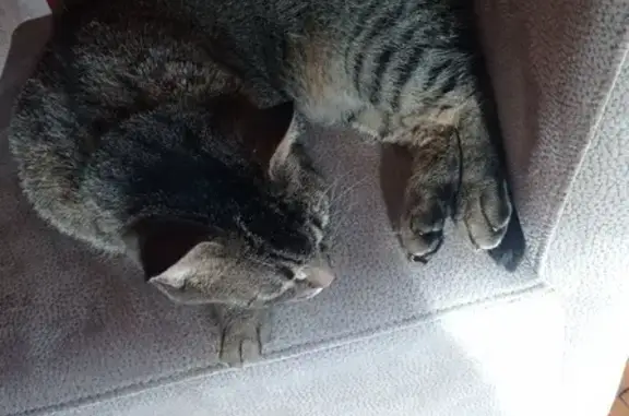 Chat tigré jeune trouvé à Quibou - photo