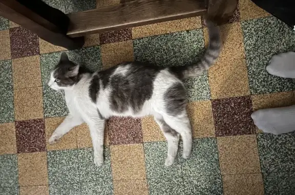 Animaux perdus Sanary-sur-Mer, photo: Chat Plume disparu à Sanary