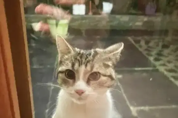 Chaton blanc-gris perdu, Ombrée - photo