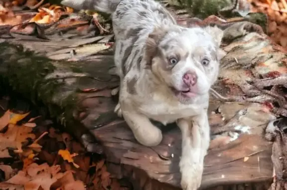 Animaux trouvés Baho, photo: Chiot Bulldog Anglais Perdu