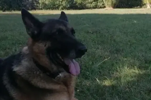 Chien perdu Castres, photo : Berger allemand perdu à Labruguière