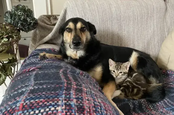 Animaux perdus Gif-sur-Yvette, photo: Chien perdu: Femelle 7 ans, Gif
