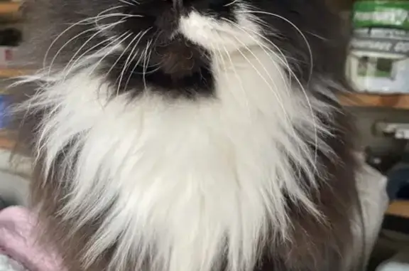 Chat persan égaré à Saint-Privat - photo