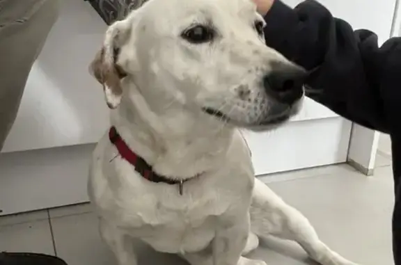 Chien perdu à Nîmes retrouvé - photo