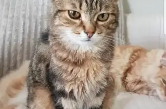 Animaux perdus Champlan, photo: Chat tigré perdu à Champlan