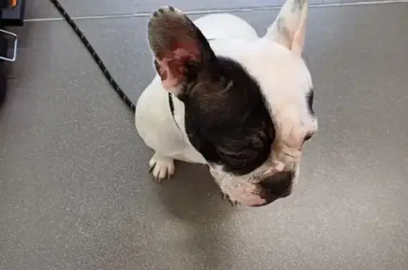Chien bouledogue perdu à Reims - photo