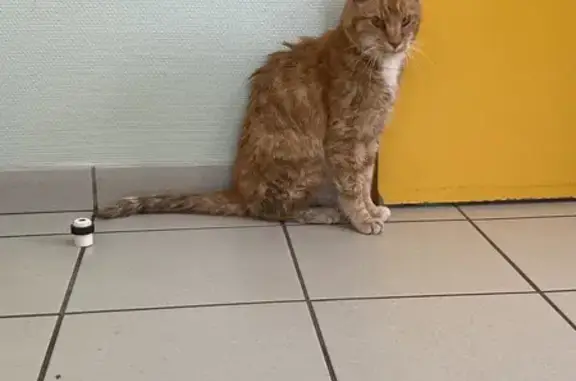 Chat adulte trouvé à Urou-Crennes - photo
