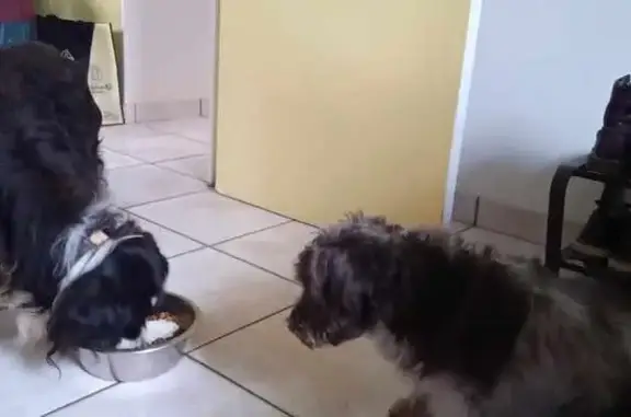 Chien trouvé Plouédern, photo: Chien perdu entre La Roche et Plouédern