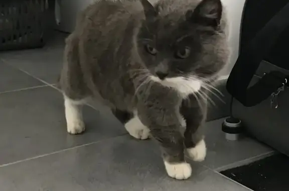 Chatte grise trouvée à Plonévez - photo