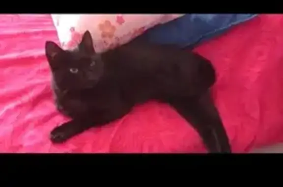 Chat noir câlin trouvé à Bastia - photo