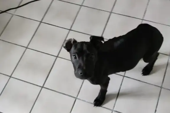 Chien noir et marron trouvé - photo