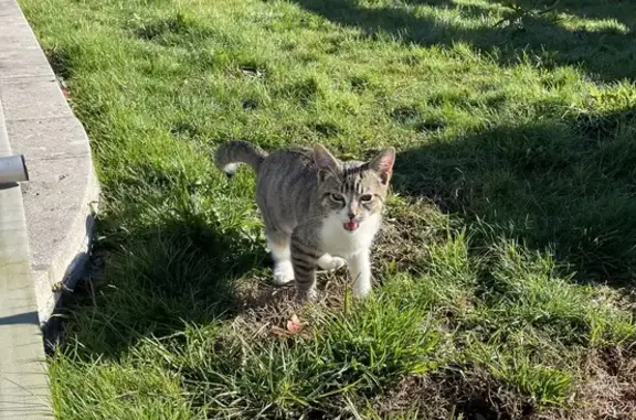 Chaton tigré trouvé à Morlaàs - photo