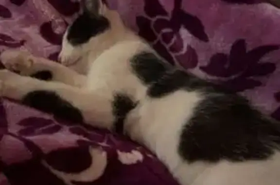 Chat perdu, Séméac, photo: Chat perdu à Séméac - Aidez-nous!