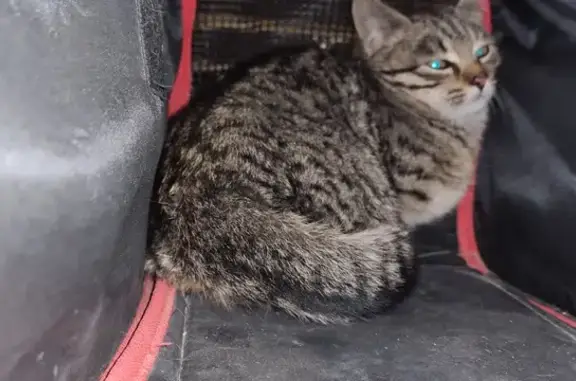 Chaton tigré gris trouvé à Orange - photo