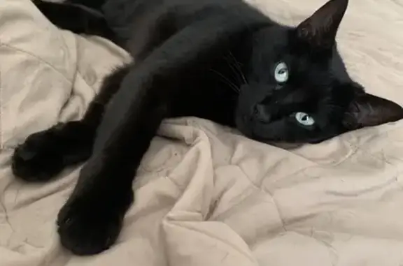 Chat perdu, Châteauroux, photo: Chat noir disparu à Châteauroux