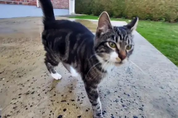 Chat perdu à Montigny retrouvé - photo