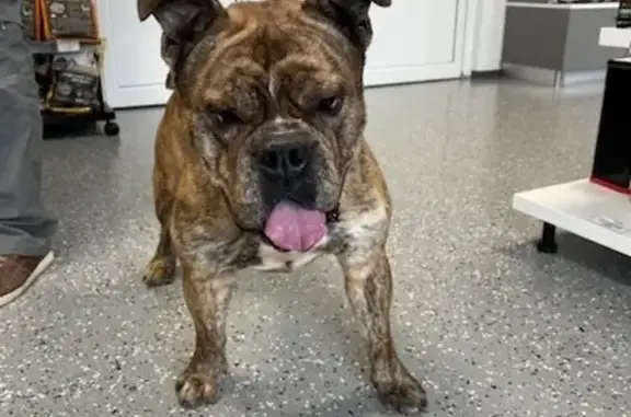 Chien mâle perdu à Ingwiller - photo
