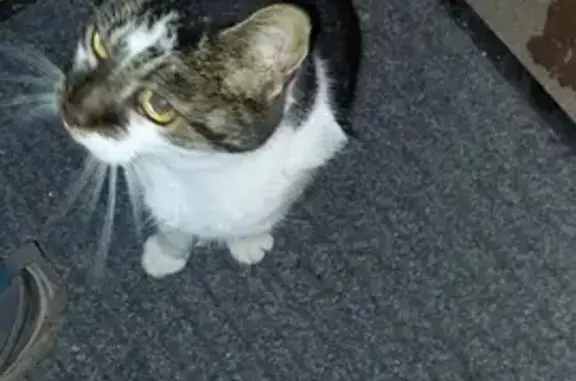 Chat maigre trouvé à Lalaye - photo