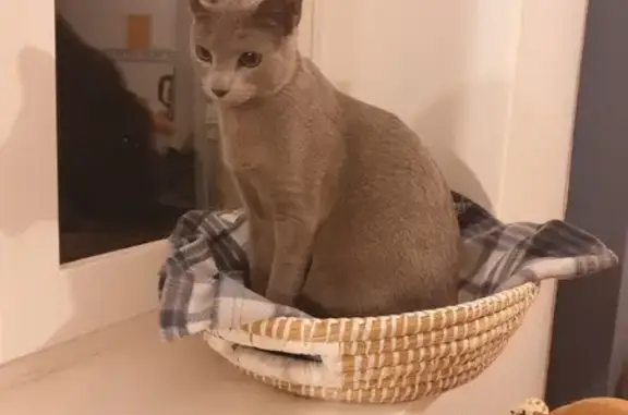 Chat trouvé , photo: Chat perdu à Chozeau