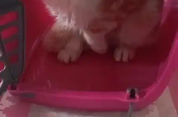 Chaton roux et blanc trouvé - photo