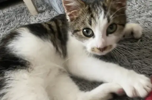 Chaton tigré trouvé à Avrillé - photo