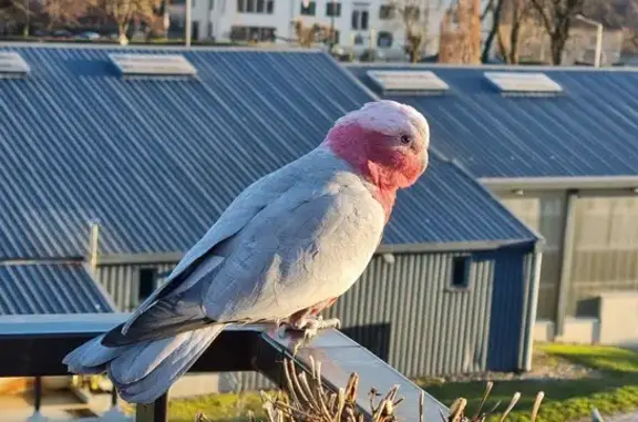 Chien perdu Gex, photo : Cacatoès en fuite vers Genève