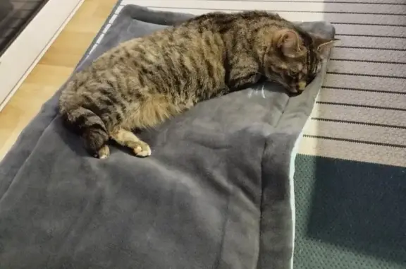 Animaux perdus , photo: Snoop, chatte grise perdue