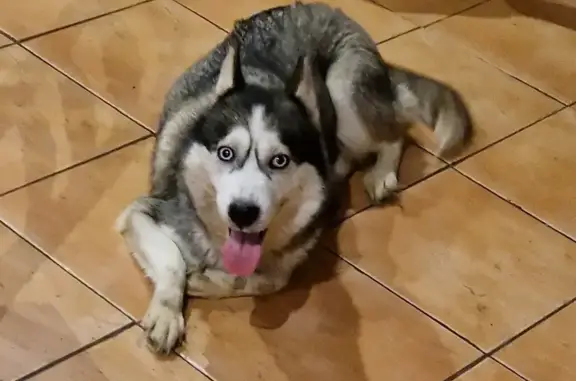 Chien trouvé , photo: Chien husky perdu à Rives