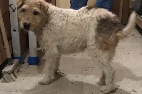 Fox terrier perdu retrouvé à Mérindol - photo