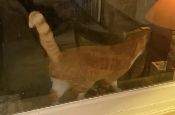 Chat roux et blanc trouvé à La Haye - photo