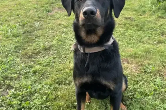 Chien perdu , photo : Beauceron Noir et Feu Perdu à Doumy