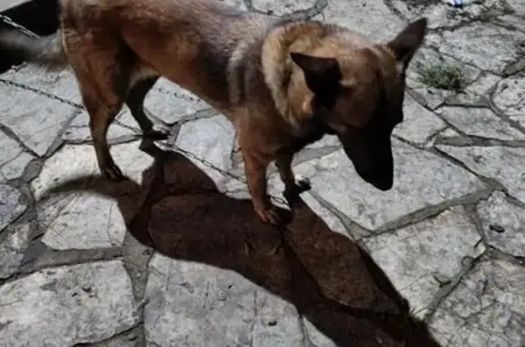 Malinois fauve trouvé à Réalville - photo
