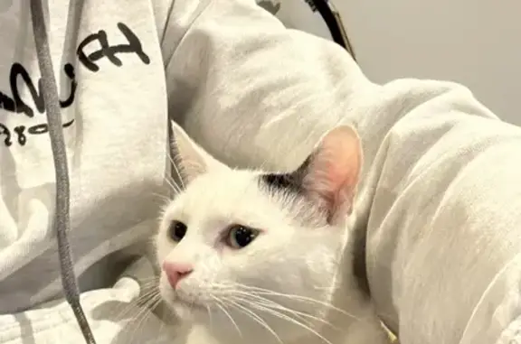 Chat trouvé , photo: Chat câlin retrouvé à Arnouville
