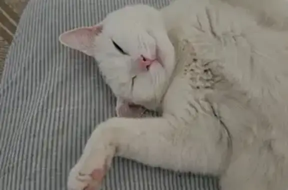 Lost White Cat in Sydney - Help Find Her!