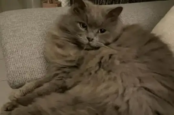 Chat perdu, , photo: Chat British gris perdu
