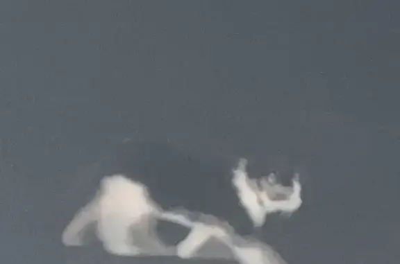 Chat trouvé , photo: Chatte collier trouvé à Le Mené