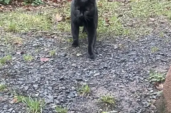 Chat trouvé Neuwiller-lès-Saverne, photo: Chat noir retrouvé à Eschbourg