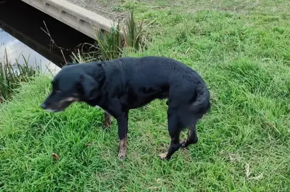 Chien noir suiveur trouvé - photo
