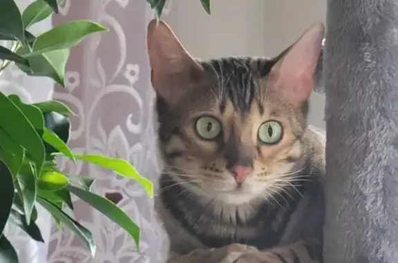 Lost Bengal Cat in Memphis - Help Find Him!