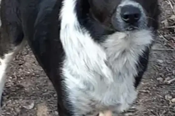 Lost Border Collie, Nevel - Reward! | Clarence Valley