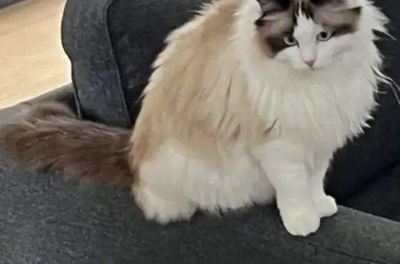 Lost Ragdoll Cat Hanhan - Bonbeach Beach