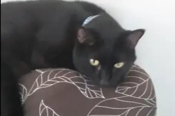 Lost Black Cat Jasper in Bega - Call Alton for Info