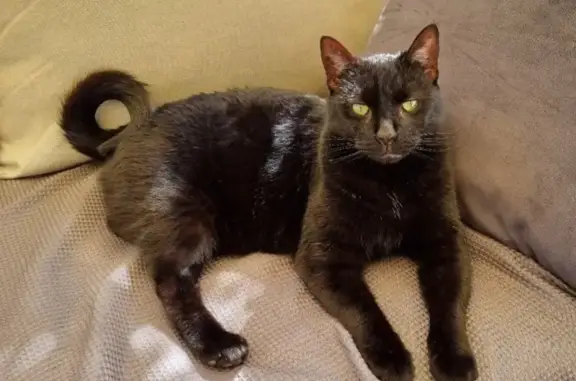 Help Find Yvie: Curly Tail & Green Eyes!