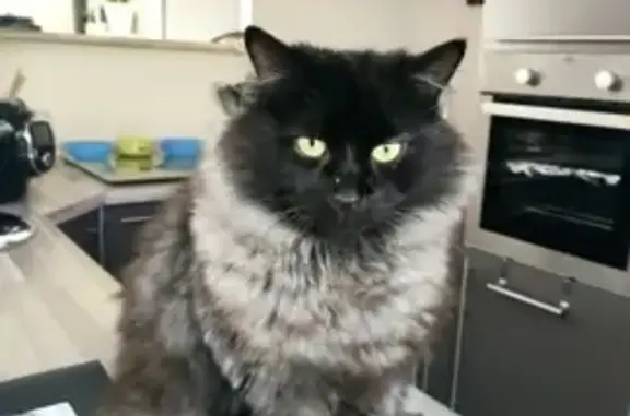 Chat perdu, Livron-sur-Drôme, photo: Chat angora noir perdu à Livron