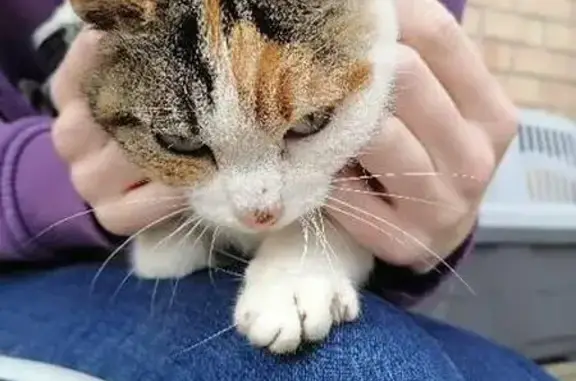Chat maigre trouvé à Estrées - photo