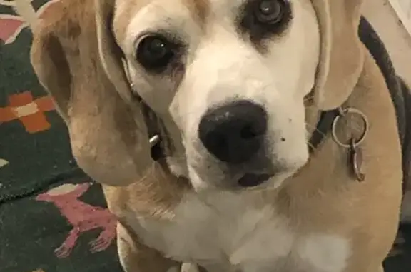 Animaux perdus , photo: Beagle femelle perdue - D 139A