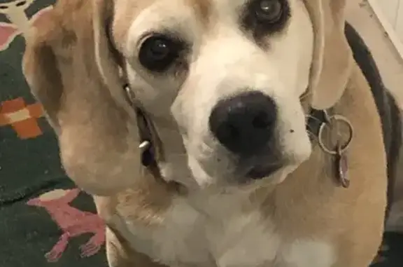 Animaux perdus , photo: Beagle beige Skye perdu - Crévoux